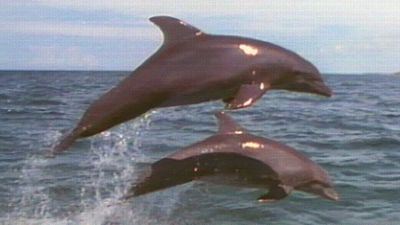 Season 10, Episode 20 Dolphins: Close Encounters