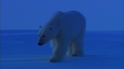Season 29, Episode 16 Bears of the Last Frontier: Arctic Wanderers