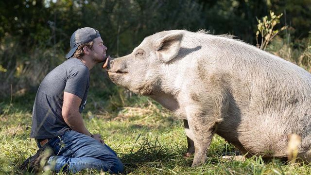 Saved by the Barn: Where to Watch and Stream Online | Reelgood