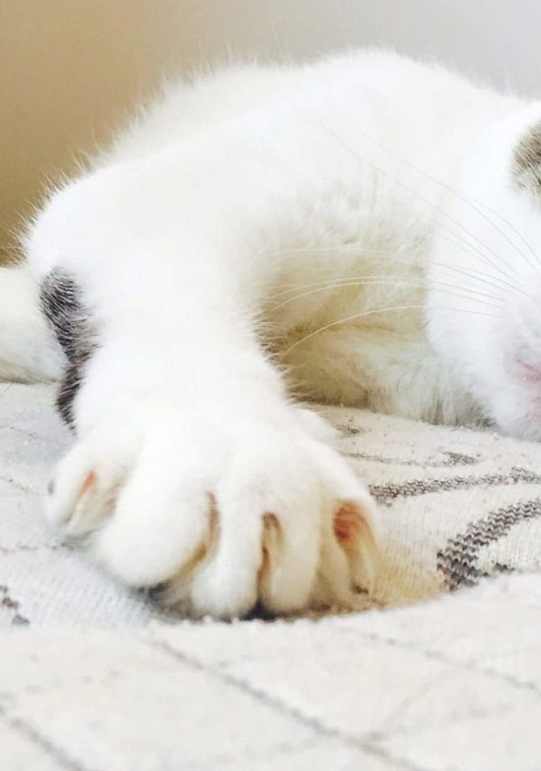 Cats of Claw Hill