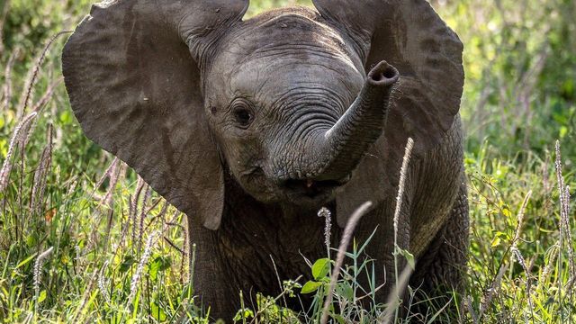 Baby Animals in the Wild Backdrop
