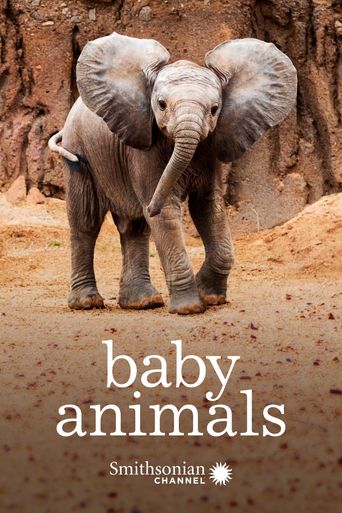  Baby Animals In The Wild Poster