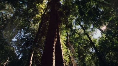Season 01, Episode 02 Rainforests