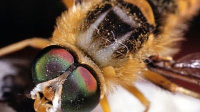 Season 2006, Episode 20 Attack of the Killer Bees