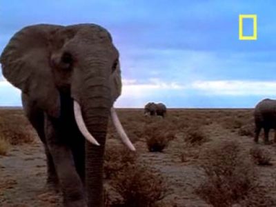 Season 2003, Episode 10 Coming of Age with Elephants