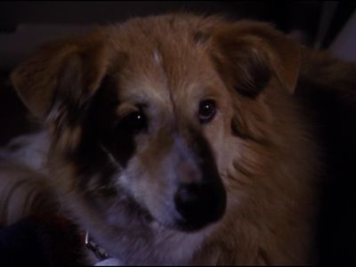 Season 03, Episode 20 All Dogs Go to Heaven