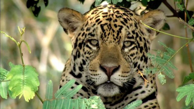 Secret Brazil Secret Brazil Pantanal Uncut Season 1: Where To Watch Every Episode ...