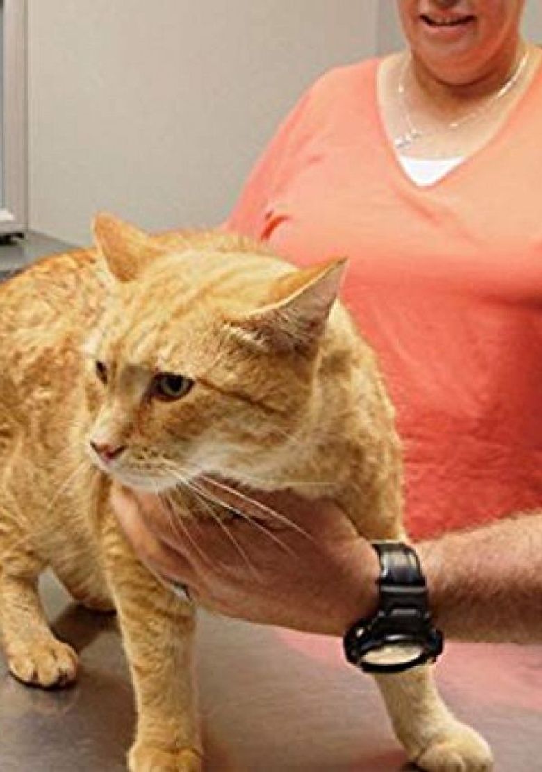 Pet Medics: New Zealand