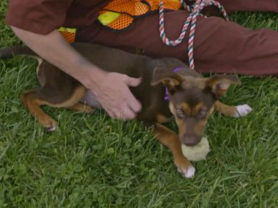 Season 15, Episode 09 Rescue Dogs Reunited