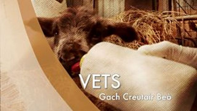 Vets: Gach Creutair Beo: Where to Watch and Stream Online | Reelgood