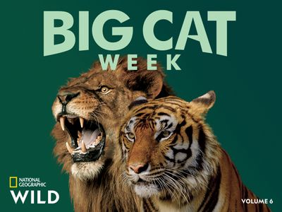 Big Cat Week Game of Lions (TV Episode 2013) - IMDb