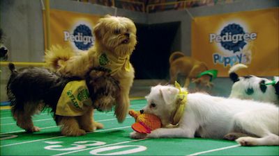 Season 13, Episode 01 Puppy Bowl XIII