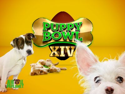 Season 14, Episode 04 Puppy Bowl XIV Presents: The Dog Bowl