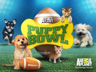 Season 01, Episode 05 Puppy Bowl: Where Are They Now?
