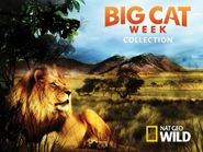  Big Cat Week Collection Poster