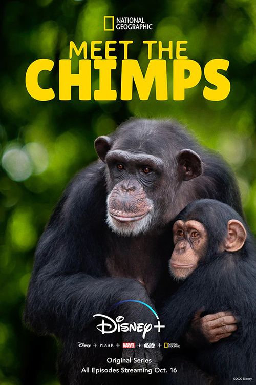 Meet the Chimps Poster