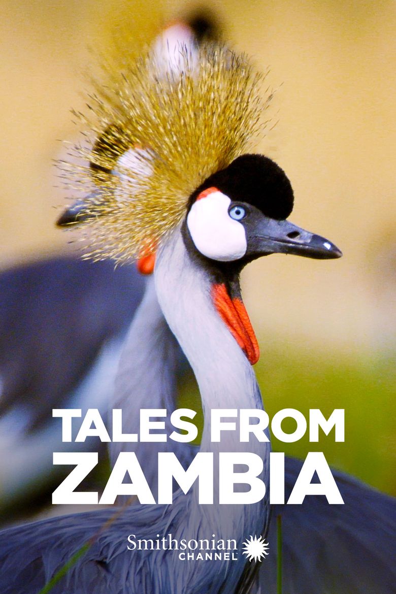Tales from Zambia Poster