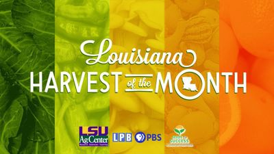Season 2022, Episode 05 Harvest of the Month