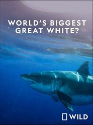  World's Biggest Great White Shark Poster