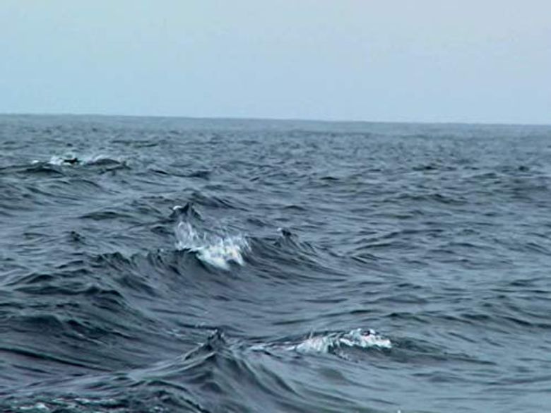 Blue Water Savages, Part 1