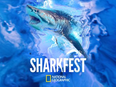 Season 08, Episode 06 Sharkfest: Sharks vs. Dolphins: Bahamas