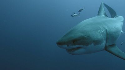 Season 06, Episode 13 Shark Kill Zone: The Hunt