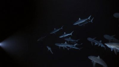 Season 06, Episode 12 700 Sharks