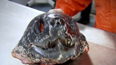 Season 03, Episode 03 The Leatherback Turtle