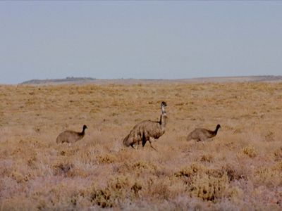 Season 01, Episode 25 Wild Australia