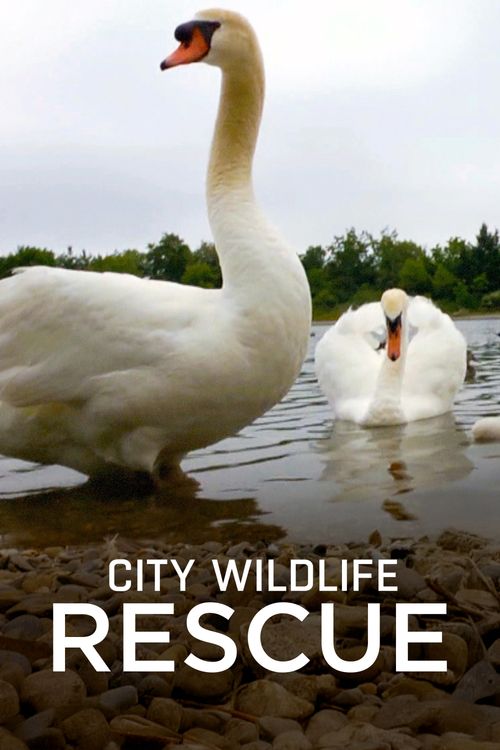 City Wildlife Rescue Season 1: Where To Watch Every Episode | Reelgood
