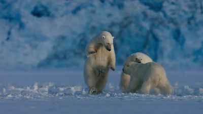 Season 02, Episode 06 Polar Bear Winter