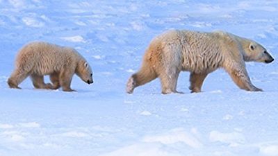 Season 01, Episode 12 Survival In The Ice Kingdom: Polar Bears