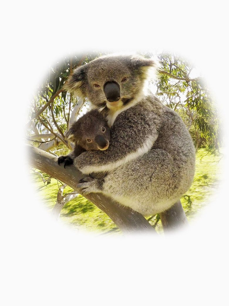 Secret Life of the Koala