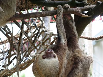 Season 130, Episode 13 In Search of Sloths
