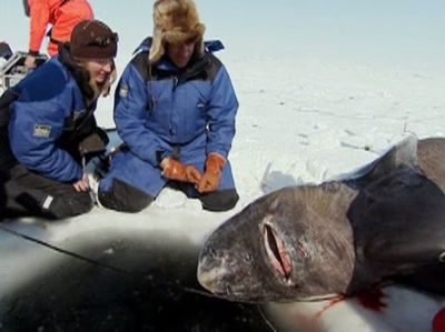 Season 03, Episode 34 Greenland Shark Quest
