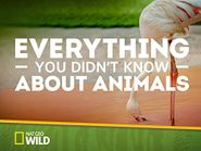  Everything You Didn't Know About Animals Poster