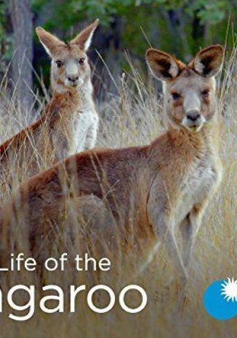  Secret Life Of The Kangaroo Poster