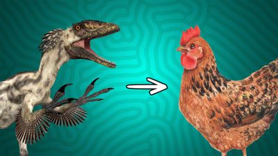 Season 13, Episode 07 How Feathered Dinosaurs Accidentally Invented Flight
