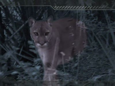 Season 01, Episode 20 Panther