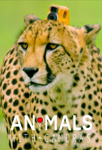 Animals with Cameras, A Nature Miniseries Poster