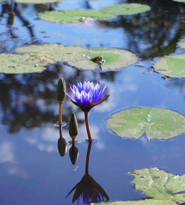 Africa and Britain: A Forgotten History: Freedom