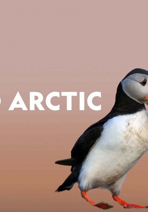 Wild Arctic Poster