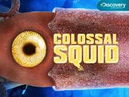  Colossal Squid Poster