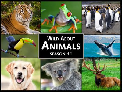 Season 11, Episode 12 Season 11 Wild About Animals: Trips to Long Island and Texas