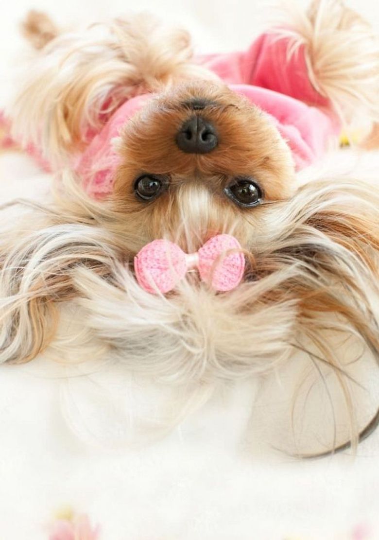 The Secret World of Posh Pets