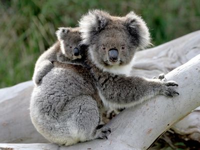 Season 01, Episode 04 In den Wäldern der Koalas