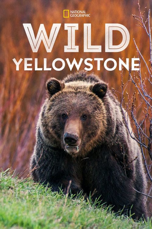 Wild Yellowstone Poster