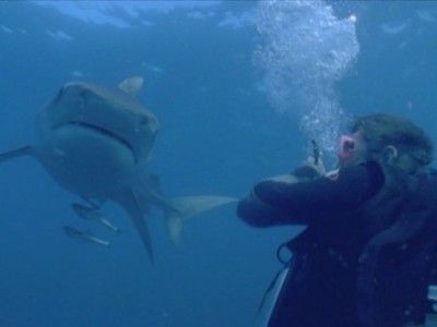 Season 2004, Episode 10 Bull Shark: World's Deadliest Shark