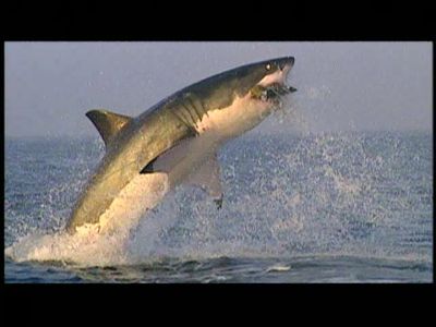 Season 18, Episode 04 Shark Hunter: Chasing the Great White