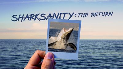Season 28, Episode 11 Sharksanity 2